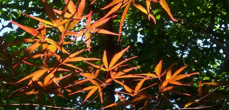 tree with orange leaves